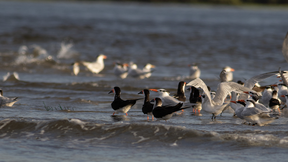 Black Skimmer